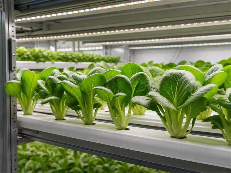 Leafy greens nft hydroponic farm