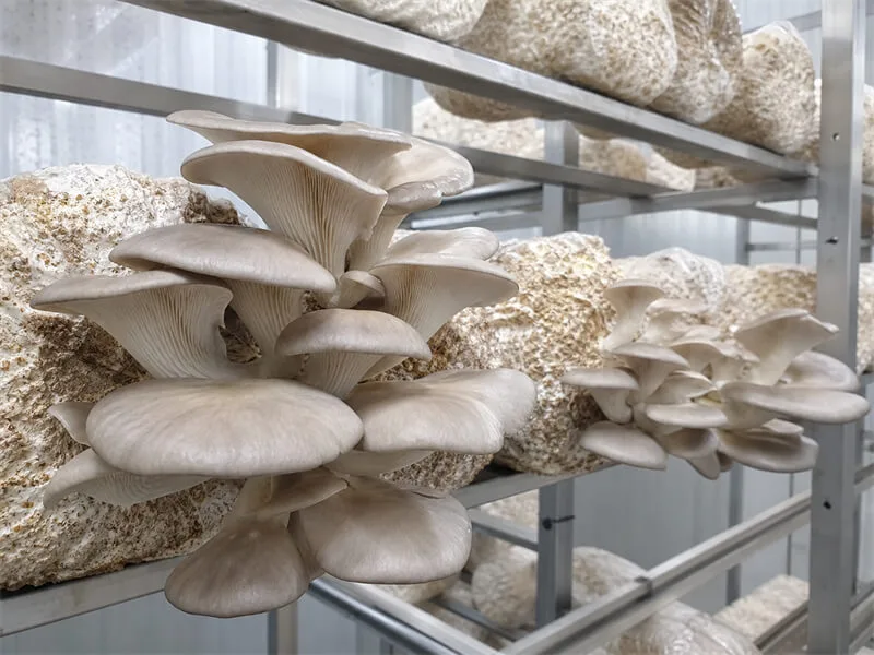 Mushroom container farm