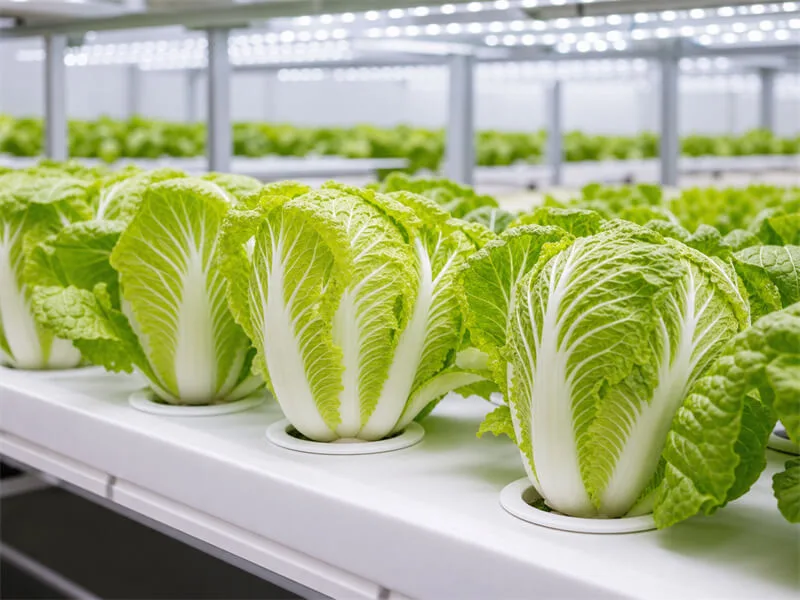 Napa cabbage hydroponic farm