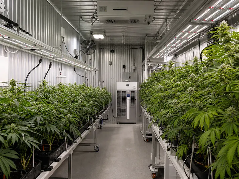 Cannabis container farm