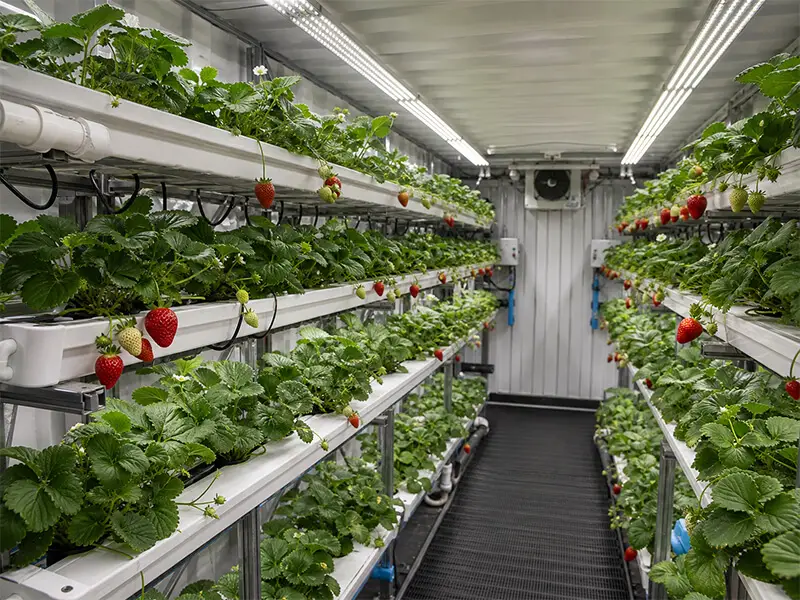 Strawberry container farm