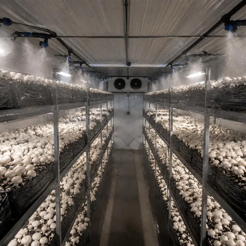 mushroom-container-farm
