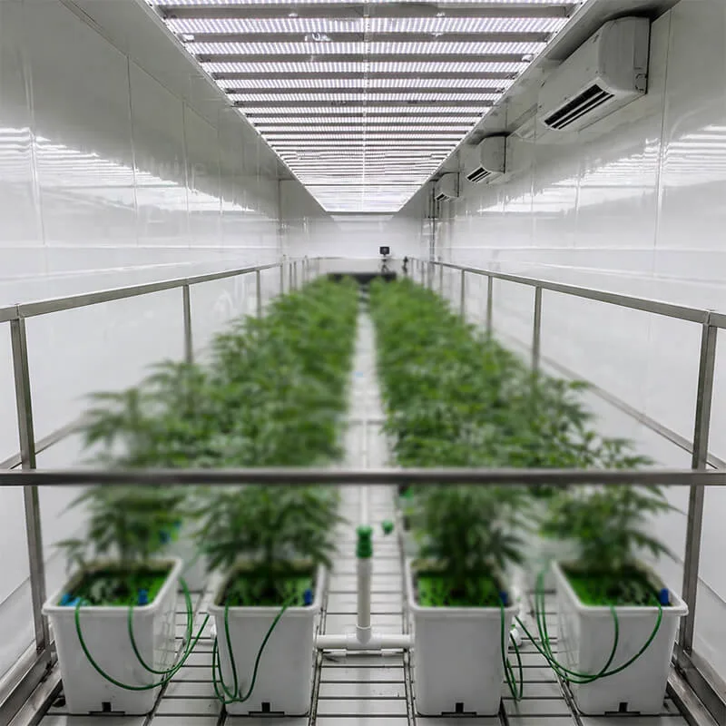 Aurlgrow cannabis container farm