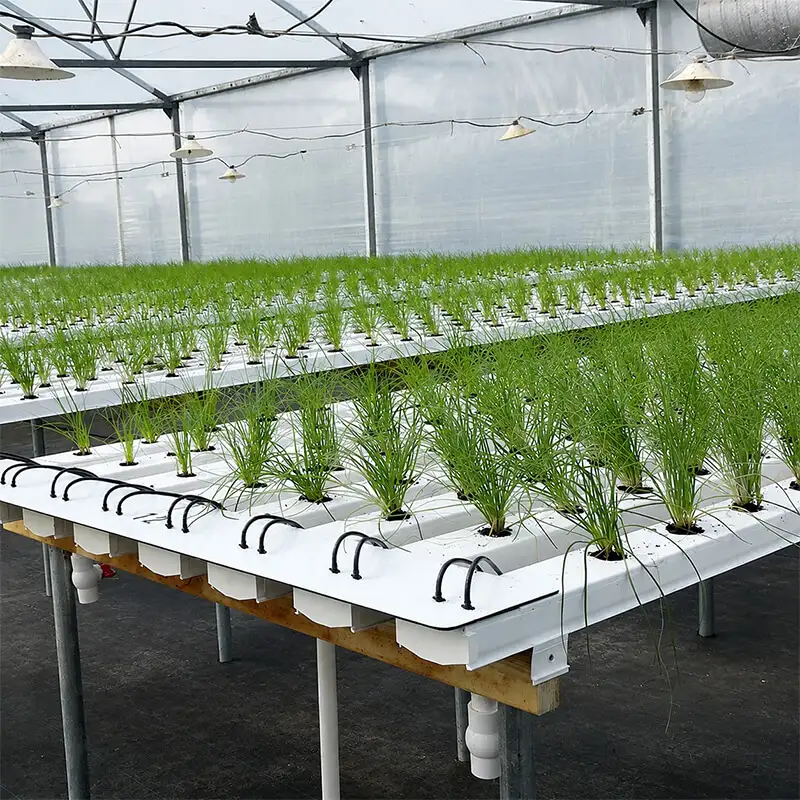 Aurlgrow nft hydroponic rack