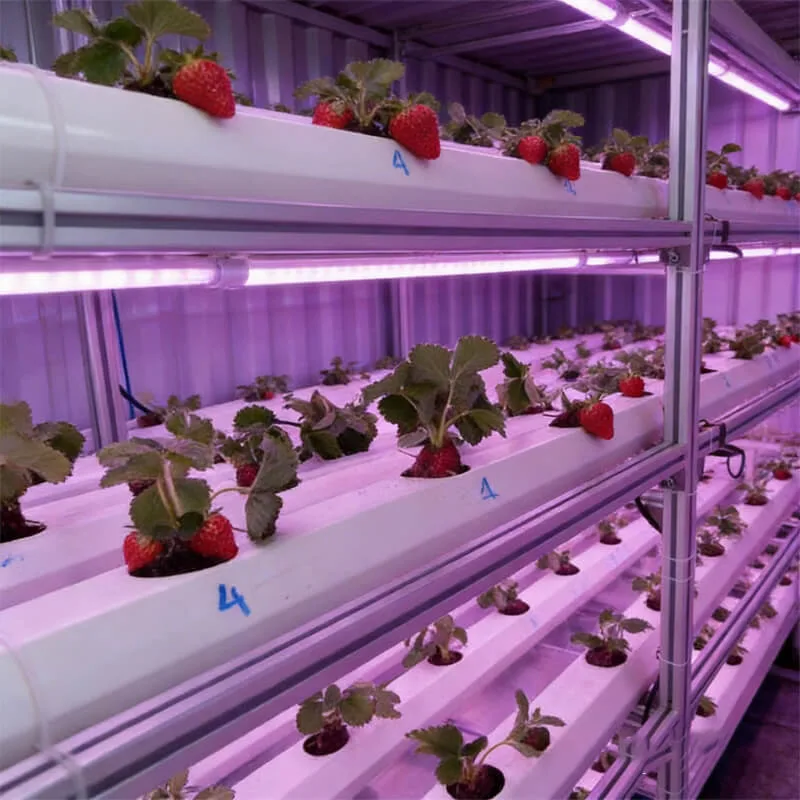 Aurlgrow strawberry container farm
