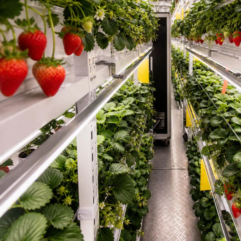 Aurlgrow strawberry container farm