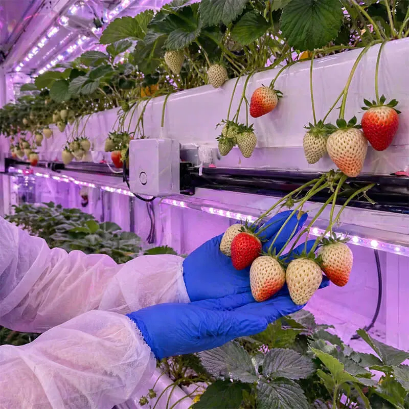Aurlgrow strawberry container farm
